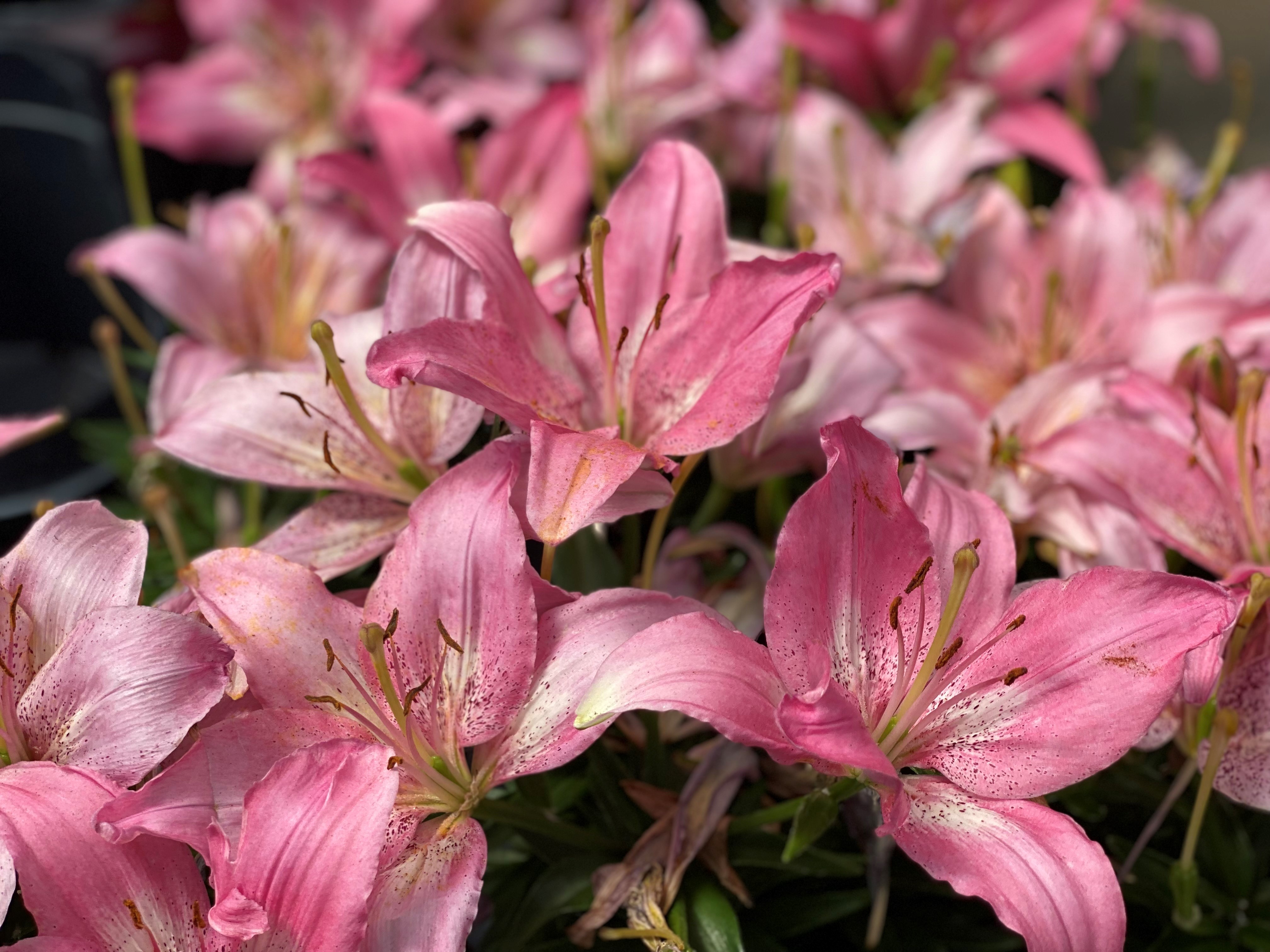Lilies in spring.